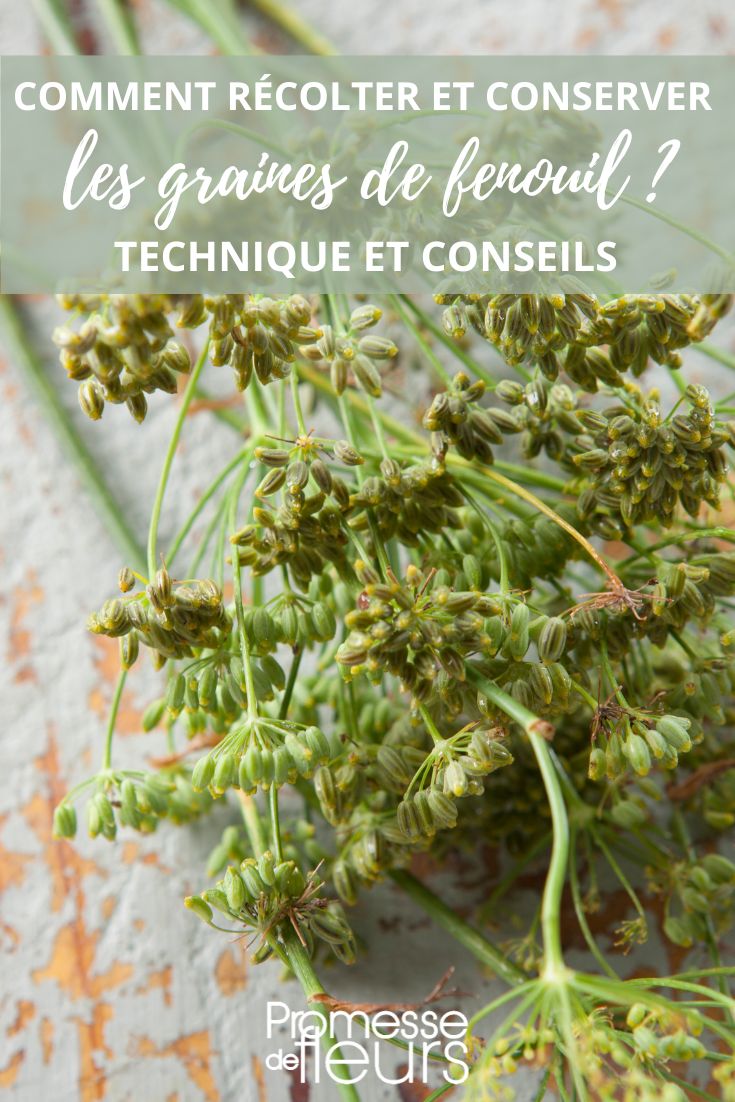 Fenchel: Ernte und Aufbewahrung
