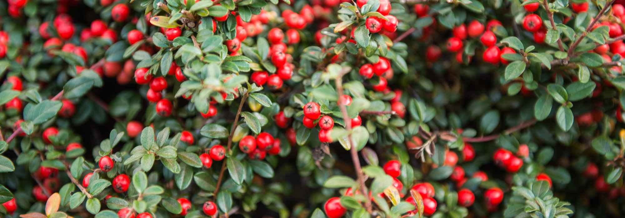 5 perfekte Zwergmispeln als Hecke