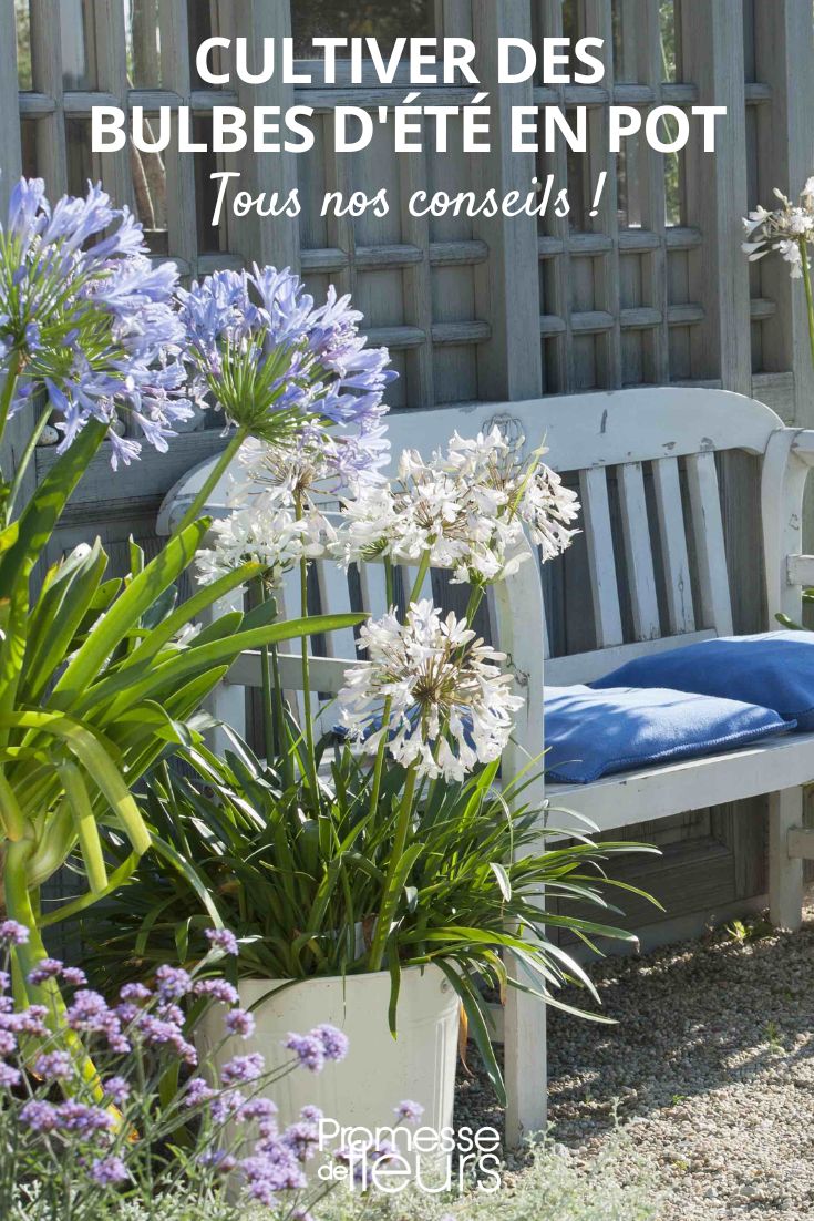 Agapanthus im Topf
