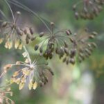 Dill-Samen ernten und aufbewahren?