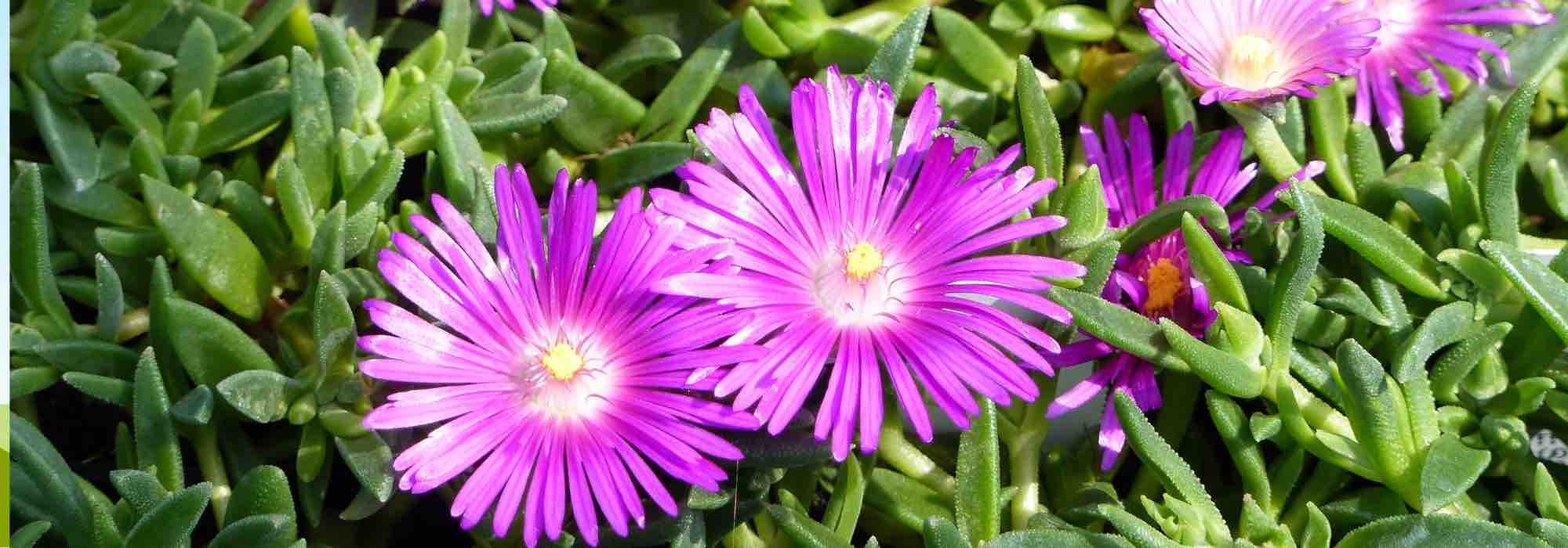 6 Mittagsblumen mit rosa Blüten