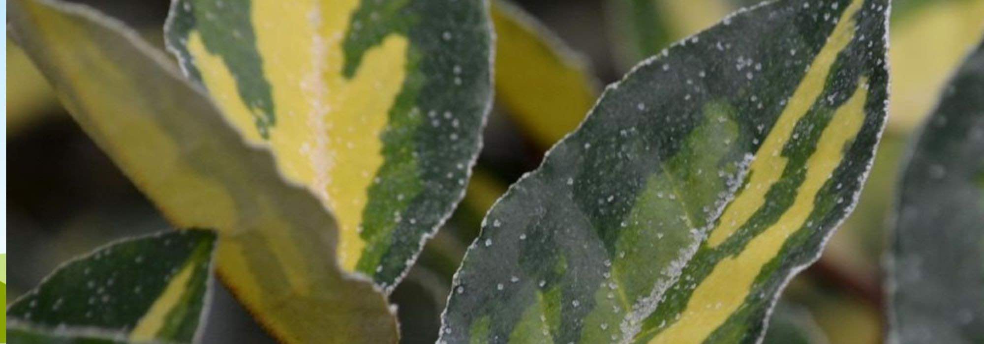 Ölweide im Topf kultivieren