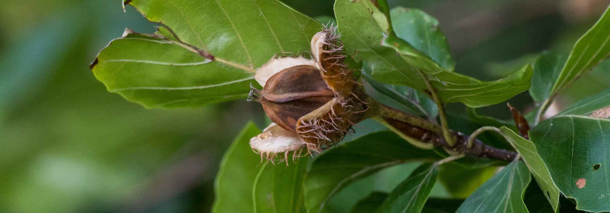 Buchecker der Rotbuche: eine essbare Frucht!