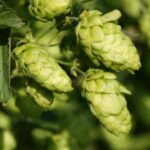 Hopfen trocknen und aufbewahren?