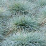 Blaulaub im Garten verwenden und kombinieren