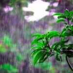 Petrichor, sagen Sie? Was ist das eigentlich?