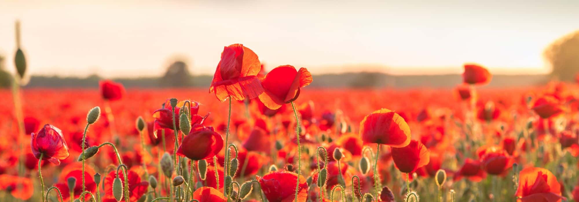 Indigene Arten pflanzen: Bestäubende Insekten anlocken