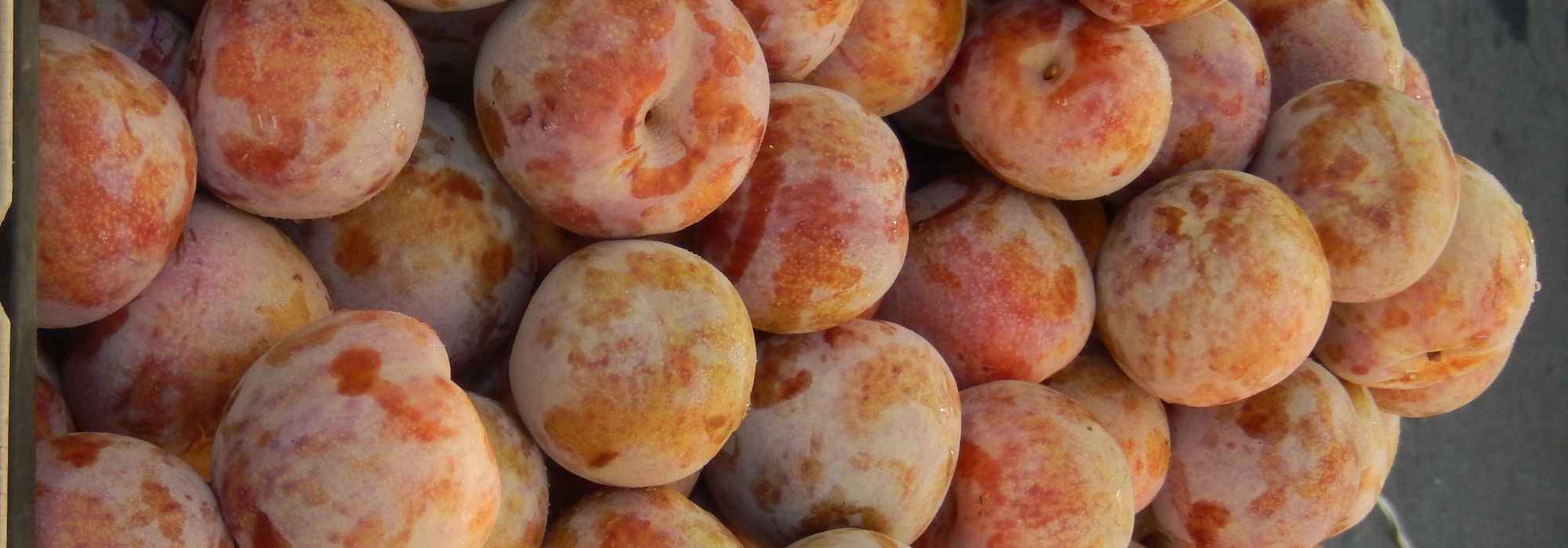 Pluot oder Aprikosenpflaume: beste Sorten