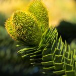 Araukarie – Chilenische Araukarie: Pflanzen & Pflege