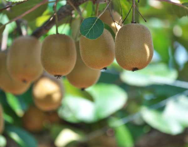 Kiwi vermehren: Tipps für Stecklinge