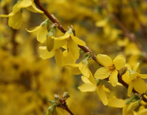 Forsythie vermehren: Stecklinge վերց.