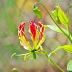 Gloriosa überwintern und vermehren