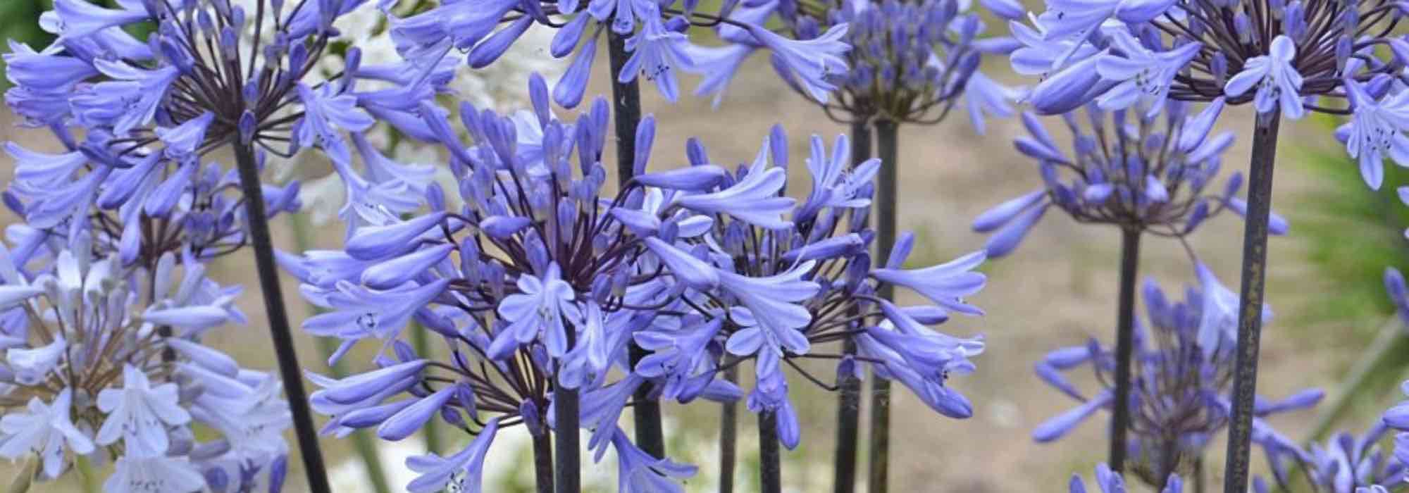 Die besten Schmucklilien für Töpfe