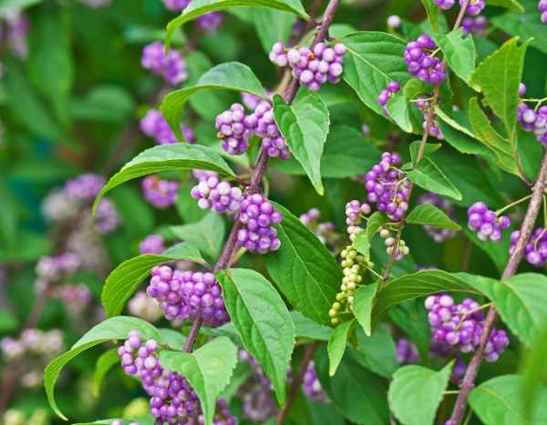 Callicarpa vermehren: Tipps für Stecklinge
