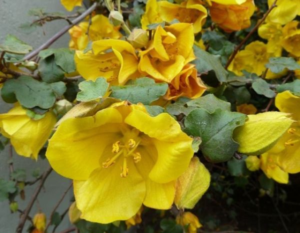 Fremontodendron ranken und Rückschnitt.