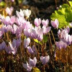 Alpenveilchen pflanzen: Wann und wie?