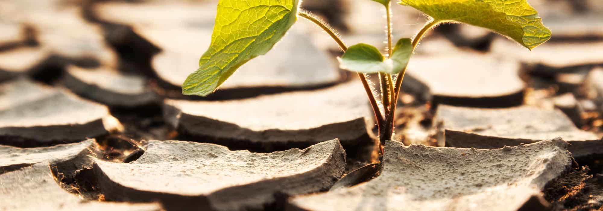 Klimawandel: Krankheiten und Schädlinge im Gemüsebeet