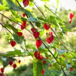 Abutilon vermehren: Stecklinge