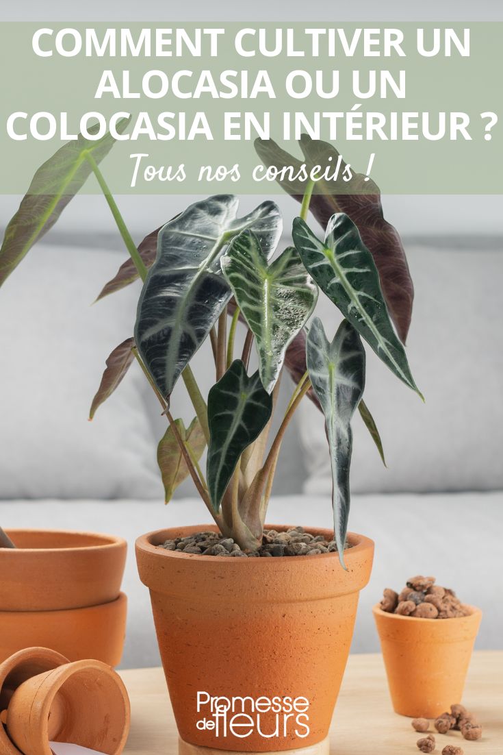 Alocasia und Colocasia im Topf