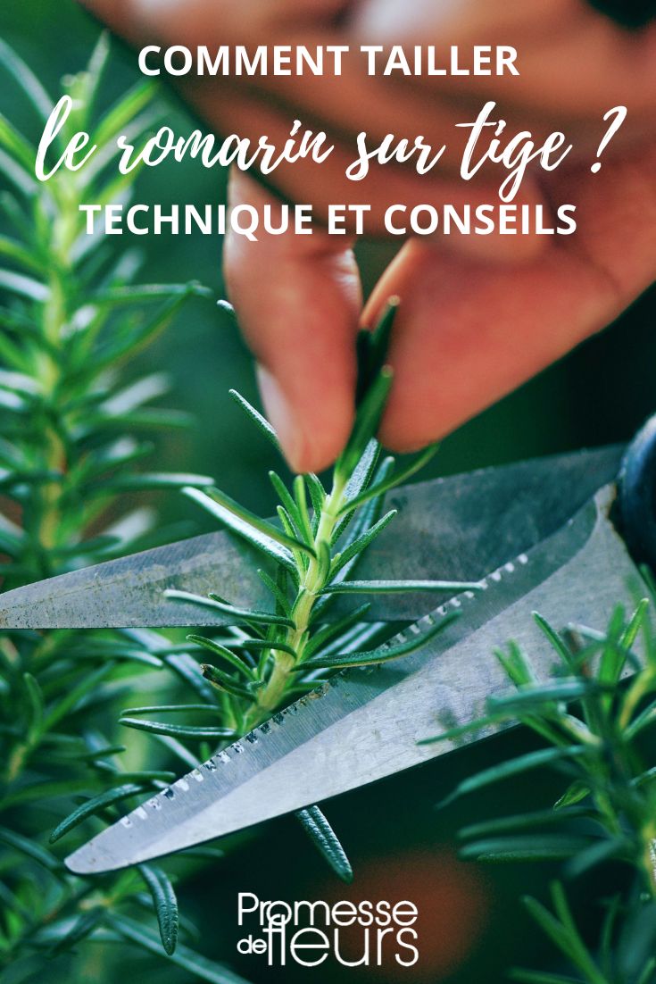 # Rosmarin: Größe, Technik und Pflegetipps

## Die richtige Größe für Rosmarin
Rosmarin (Rosmarinus officinalis) ist ein immergrüner Halbstrauch, der je nach Sorte und Standort unterschiedliche Wuchshöhen erreicht:

- **Im Freiland**: 80 cm bis 1,5 Meter Höhe
- **Im Topf**: Meist 40-60 cm Höhe
- **Kriechende Sorten**: 20-30 cm Höhe, aber bis zu 1 Meter breit

## Pflanz- und Pflegetipps

### Standort
- **Sonnig und warm** (mindestens 6 Stunden Sonne täglich)
- **Durchlässiger Boden** (ideal: sandig-kiesig)
- **pH-Wert**: Neutral bis leicht alkalisch (6.0-7.5)

### Bewässerung
- **Mäßig gießen** - Rosmarin verträgt Trockenheit besser als Staunässe
- **Im Topf**: Erst gießen, wenn die oberste Erdschicht trocken ist
- **Winter**: Sehr sparsam wässern

### Schnitttechnik
1. **Formschnitt**: Im Frühjahr nach der Blüte
2. **Verjüngungsschnitt**: Alle 2-3 Jahre ältere Triebe zurückschneiden
3. **Ernteschnitt**: Immer oberhalb einer Verzweigung schneiden

### Überwinterung
- **Winterharte Sorten**: Bis -10°C (mit Winterschutz)
- **Kübelpflanzen**: Hell und kühl (5-10°C) überwintern
- **Schutz**: Vlies oder Reisig bei starkem Frost

## Verwendung in der Küche
- **Ernte**: Frische Triebspitzen das ganze Jahr
- **Trocknen**: An einem luftigen, dunklen Ort
- **Einfrieren**: In Eiswürfelbehältern mit Olivenöl

## Besondere Sorten
- **'Arp'**: Sehr winterhart (-20°C)
- **'Prostratus'**: Kriechende Wuchsform
- **'Tuscan Blue'**: Intensive Blaufärbung

**Tipp**: Rosmarin eignet sich hervorragend als Begleitpflanze für mediterrane Kräuter wie Thymian und Salbei.