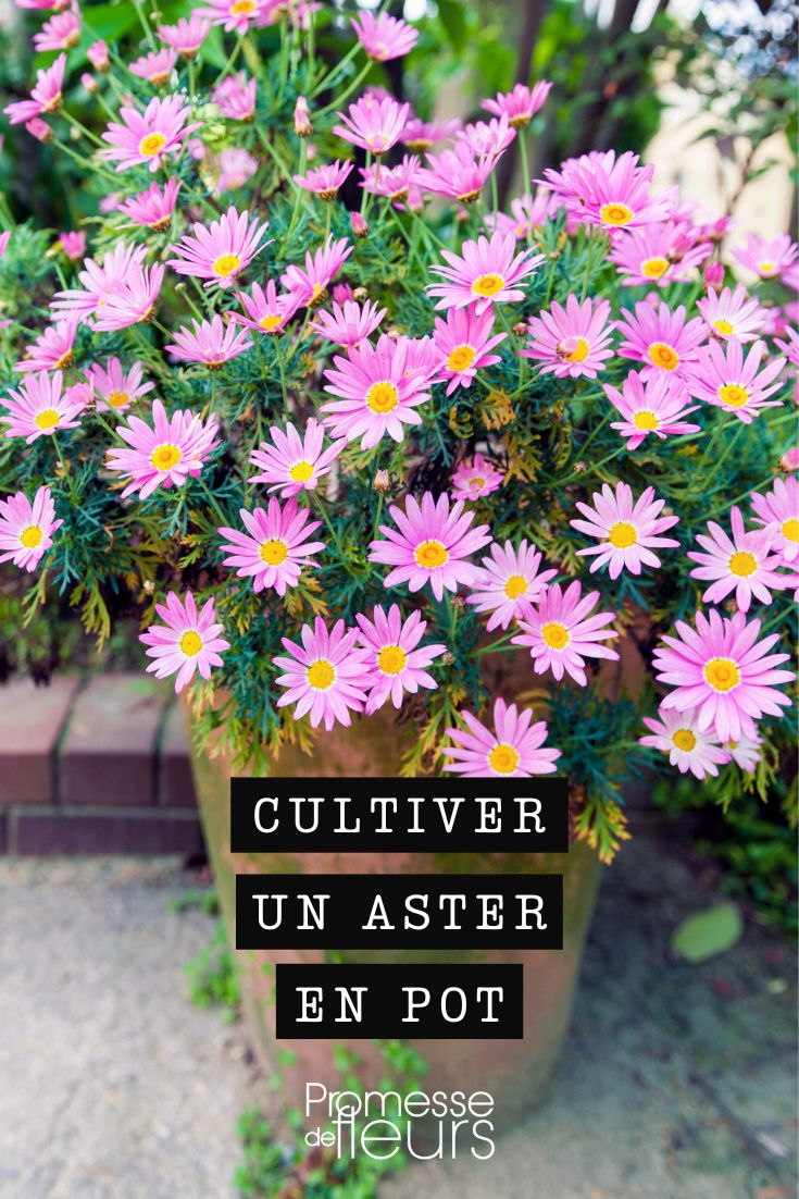 Aster cordifolius (Herzblättrige Aster)