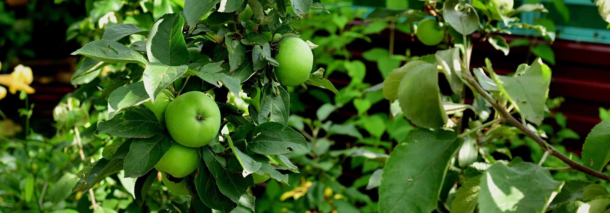 7 Säulenobstbäume für kleine Gärten