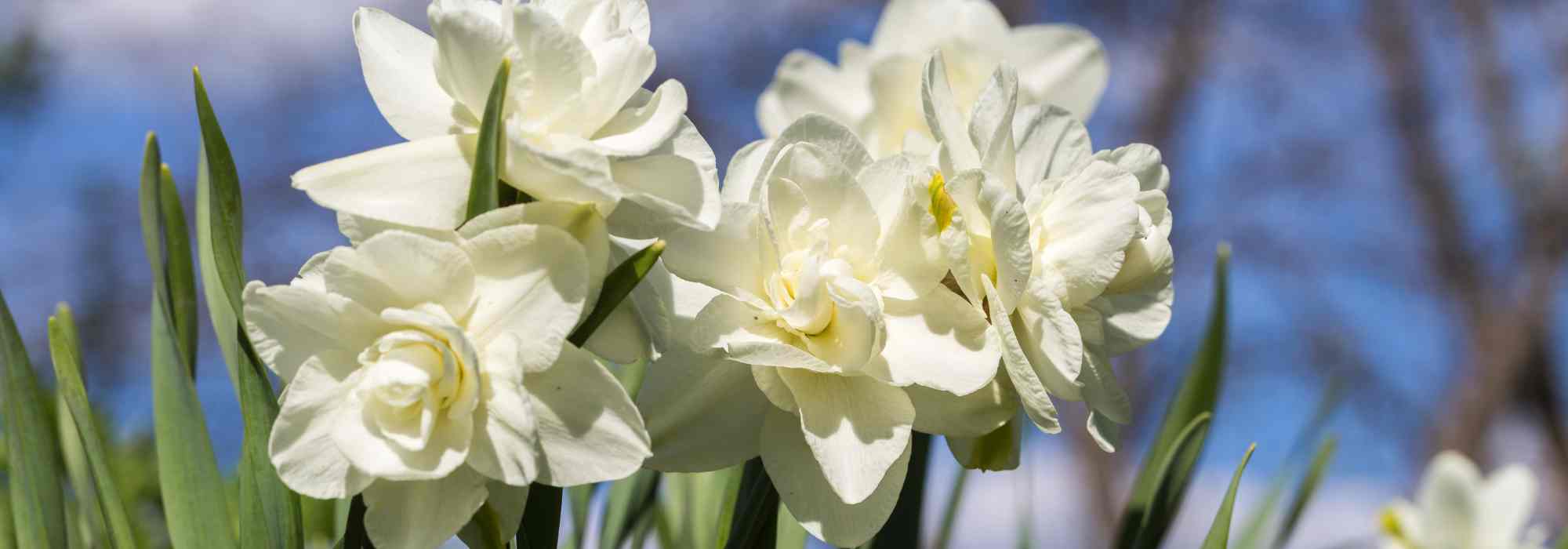 5 Narzissen-Sorten mit weißen Blüten