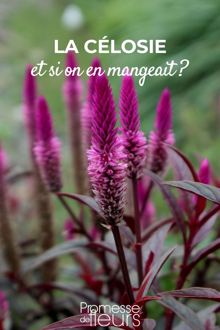 Celosia argentea