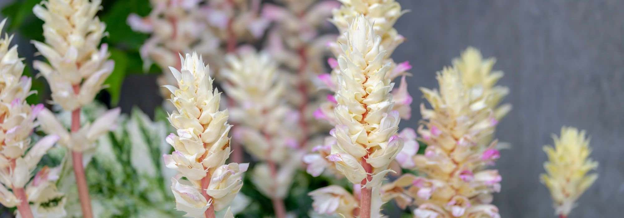 Akanthus im Topf kultivieren
