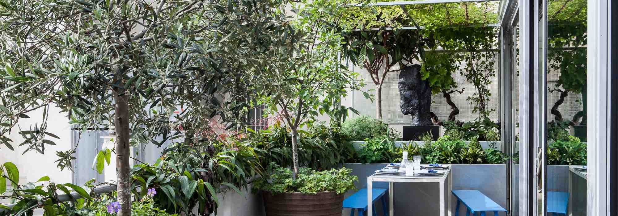 7 Bäume für Topf und Terrasse/Balkon