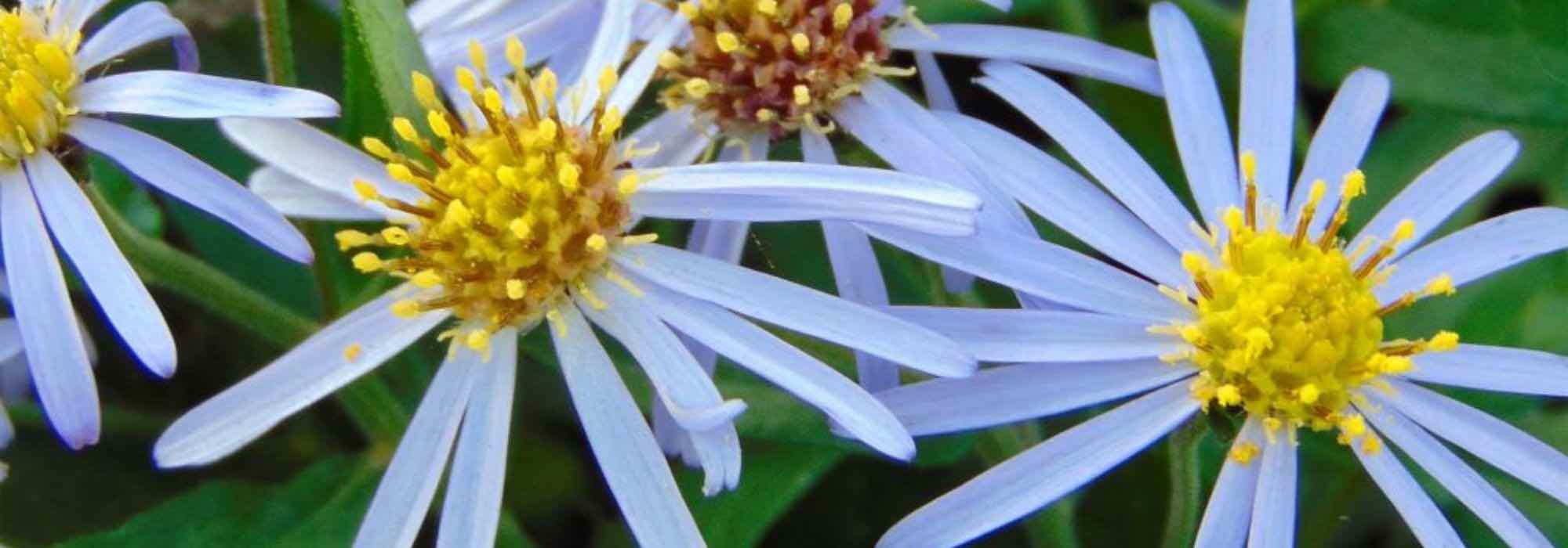 Aster im Topf kultivieren