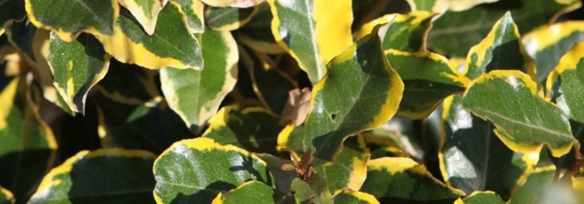 Welche Ölweide für eine Hecke?