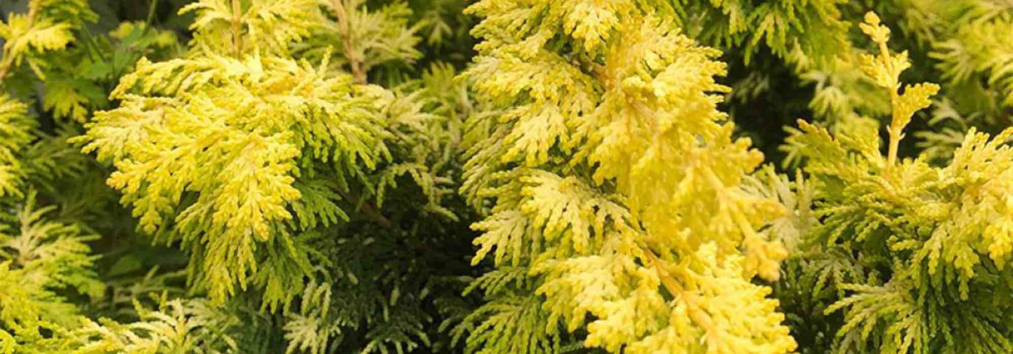 7 goldene Koniferen für den Steingarten