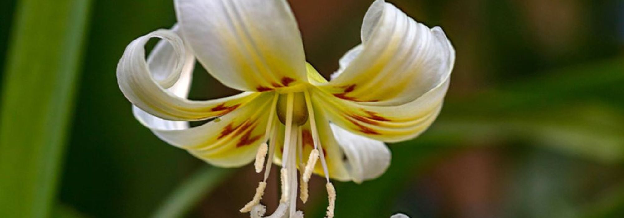 Erythronium im Topf kultivieren