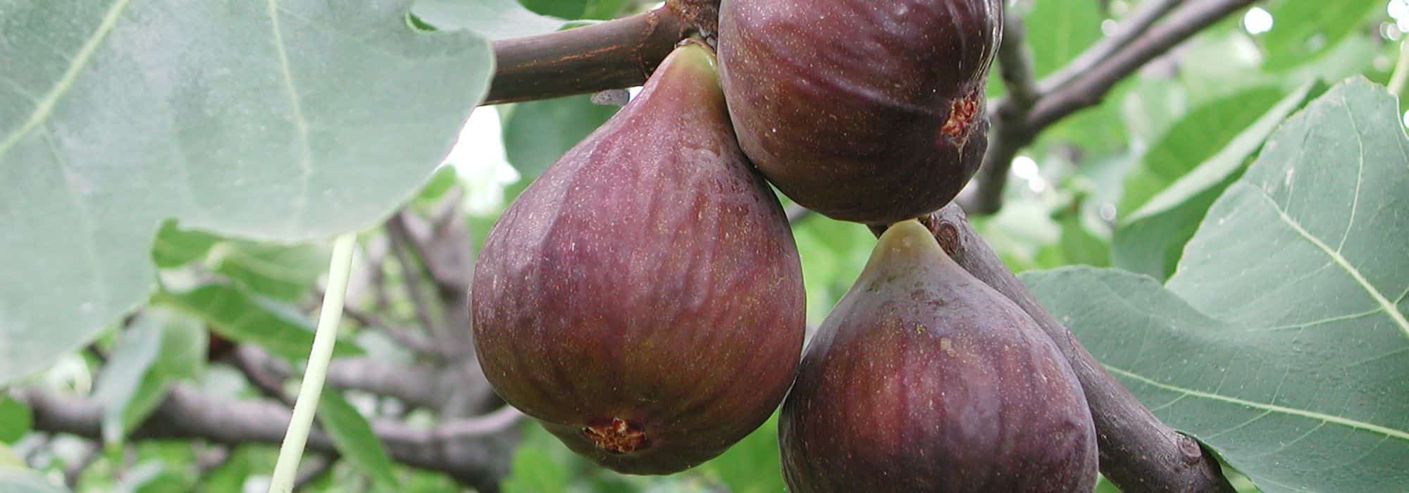 Warum trägt mein Feigenbaum keine Früchte?
