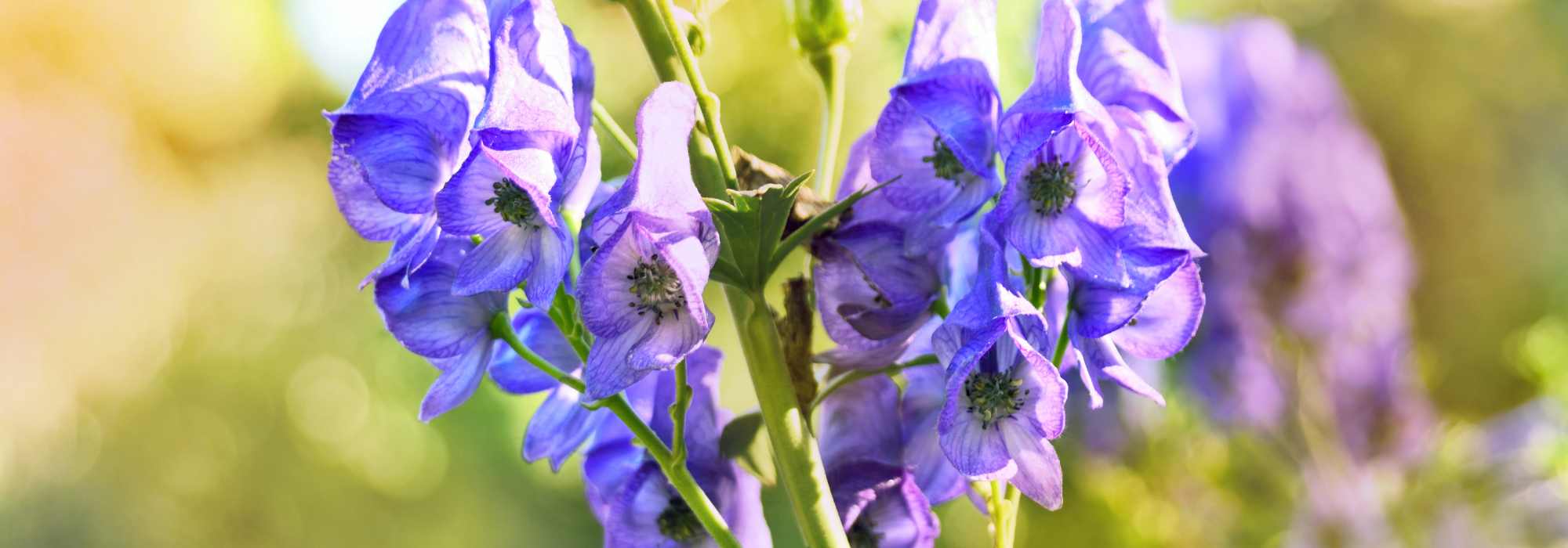 Giftpflanzen in der Natur