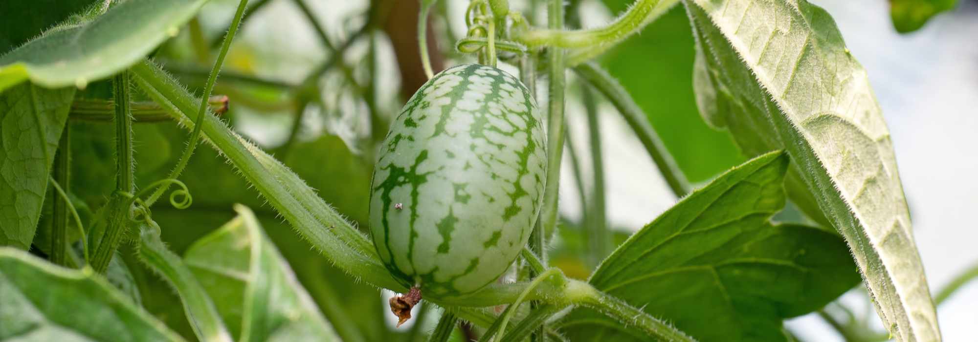Kuriositätenbeet: 7 erstaunliche Pflanzen