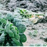 Gemüsegarten: Gemüse für den Winter einlagern