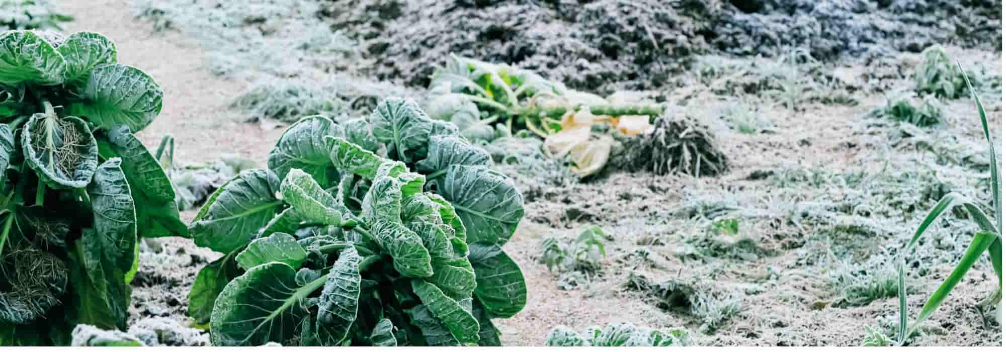 Gemüsegarten: Gemüse für den Winter einlagern
