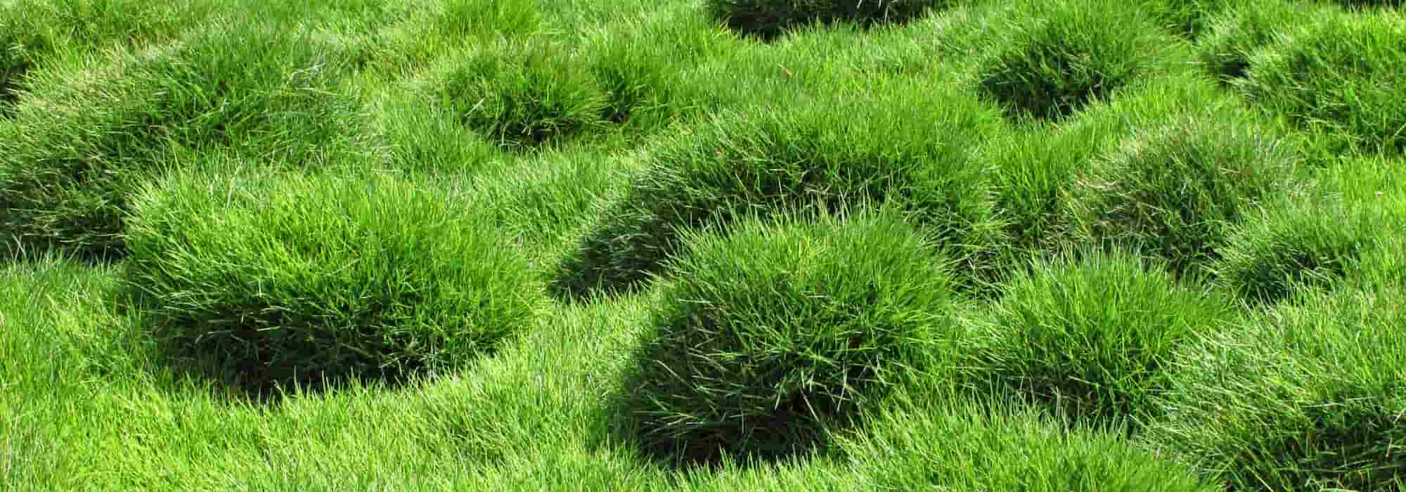 Zoysia tenuifolia (Maskarenengras): Pflanzung, Kultur und Pflege