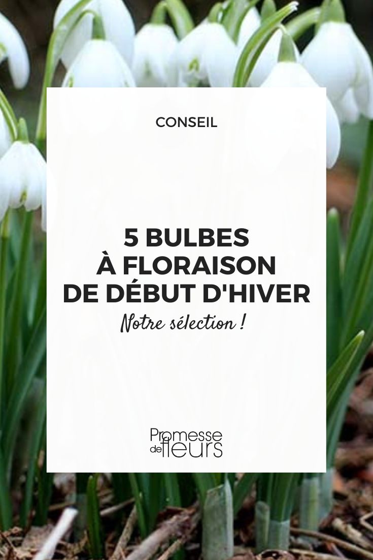 Schneeglöckchen (Galanthus nivalis)
