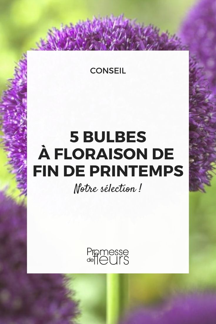 Allium