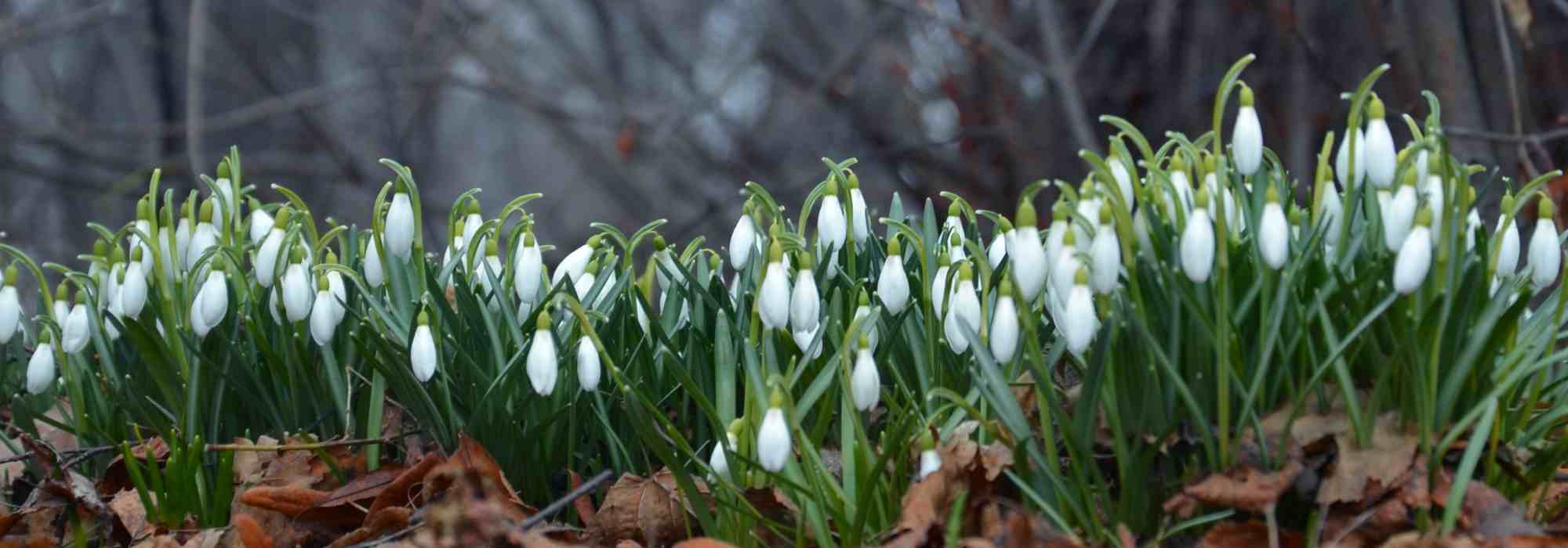 5 Zwiebeln für frühe Winterblüte