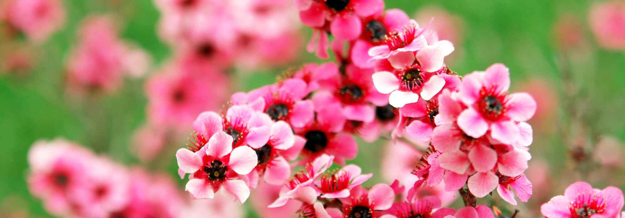 Leptospermum mit rosa Blüten: schönste Sorten