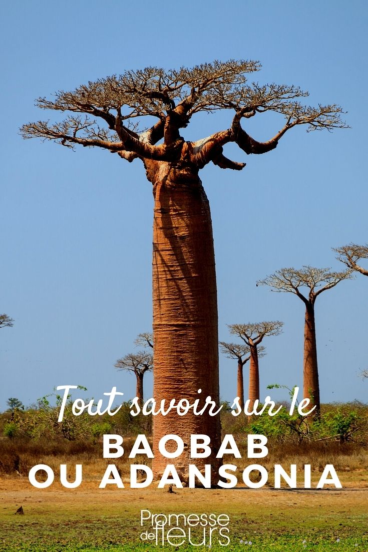 Baobab: Pflanzen und Pflegen