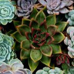 7 pflegeleichte Sukkulenten