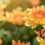 5 Chrysanthemen mit gelben oder orangefarbenen Blüten