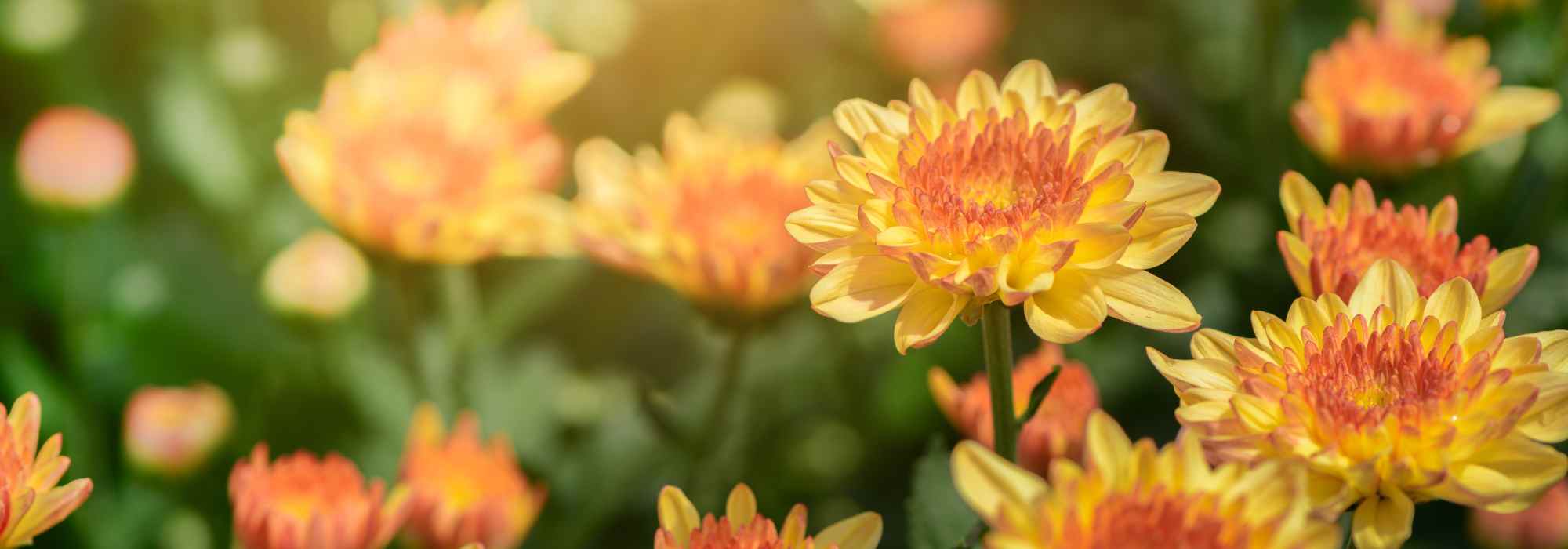 5 Chrysanthemen mit gelben oder orangefarbenen Blüten