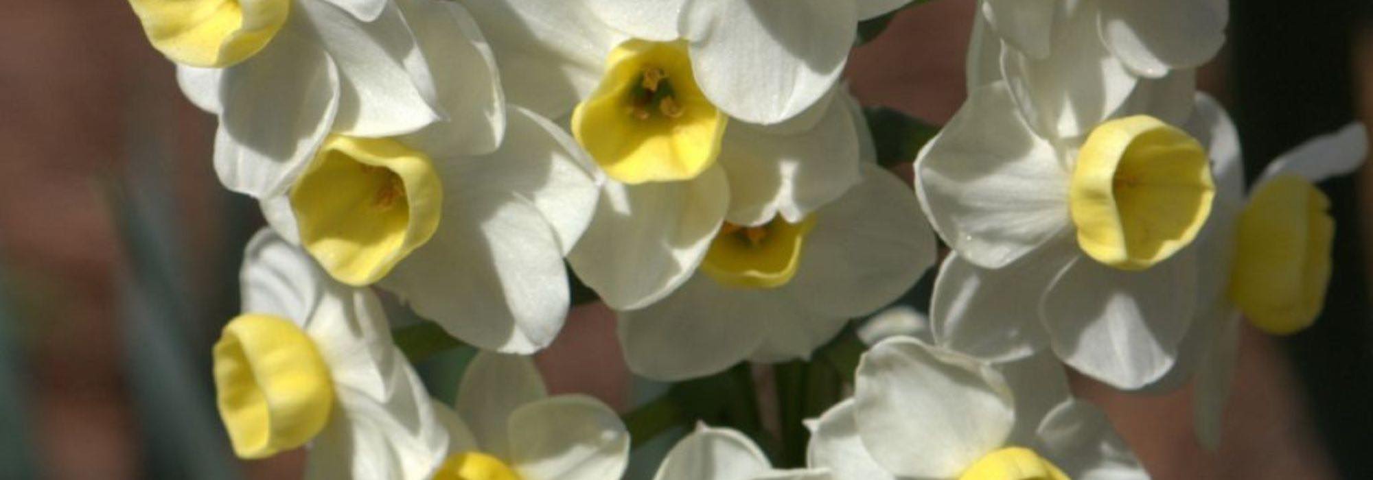 7 zweifarbige Narzissen für den Garten