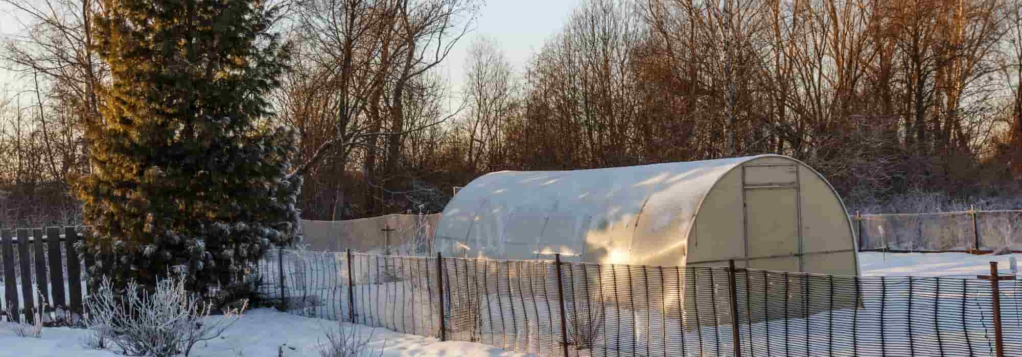 Gemüse im Winter säen und pflanzen